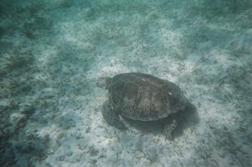 ai263.photobucket.com_albums_ii155_hugo_feliciano_109.jpg