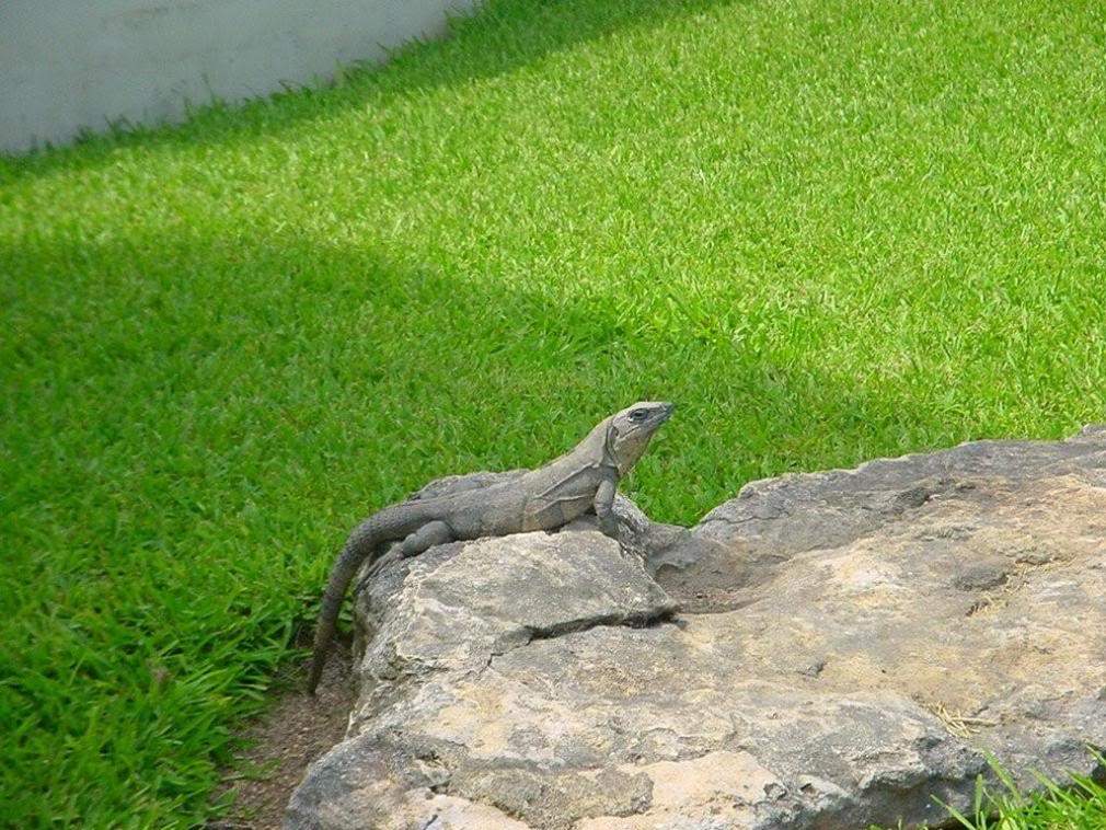 ai263.photobucket.com_albums_ii155_hugo_feliciano_DSC00572.jpg