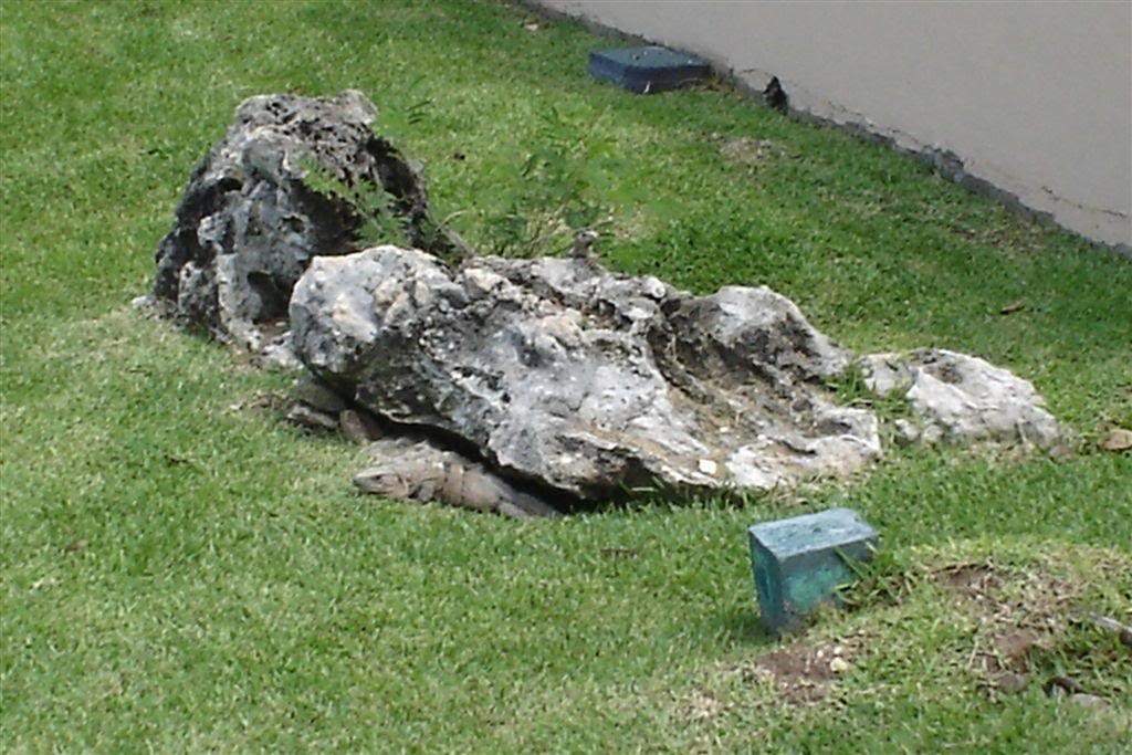 ai263.photobucket.com_albums_ii155_hugo_feliciano_DSC00677_.jpg