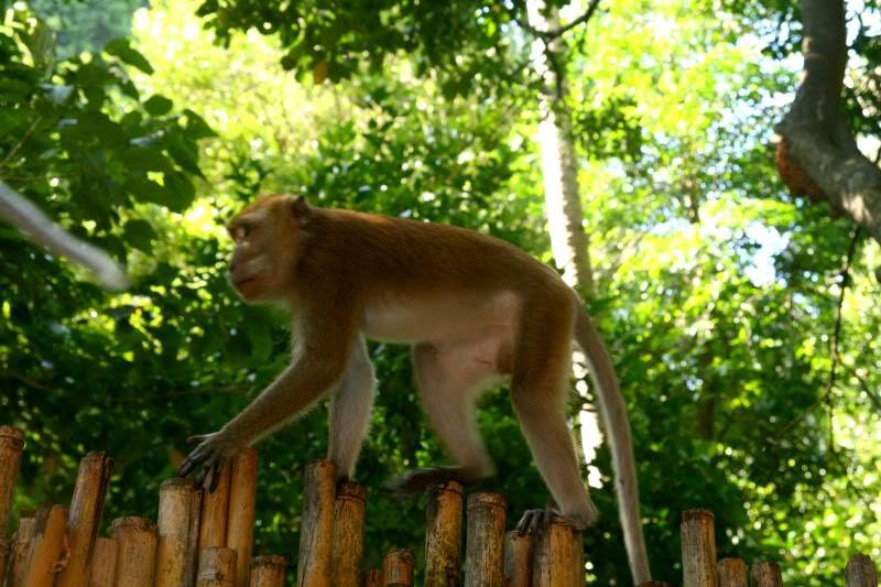 ai270.photobucket.com_albums_jj106_Jorge_Goncalves_Viagens_24_20Tailandia_202012_Tailandia223.jpg