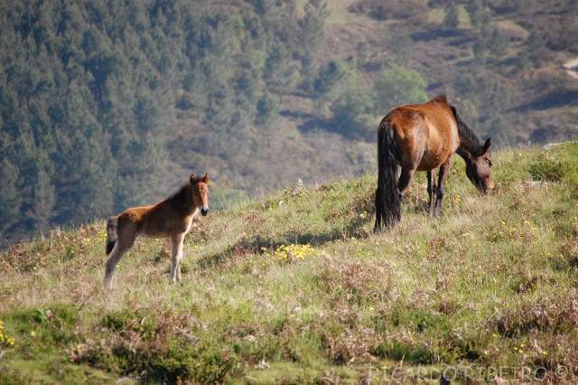 ai279.photobucket.com_albums_kk126_Rimeri_Fauna_Cavalos05.jpg