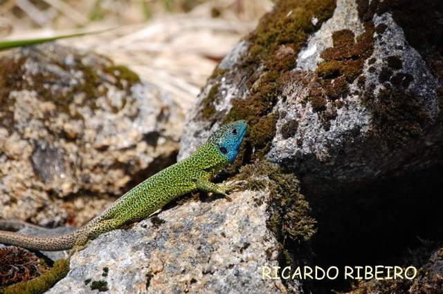 ai279.photobucket.com_albums_kk126_Rimeri_Fauna_DSC_1425.jpg