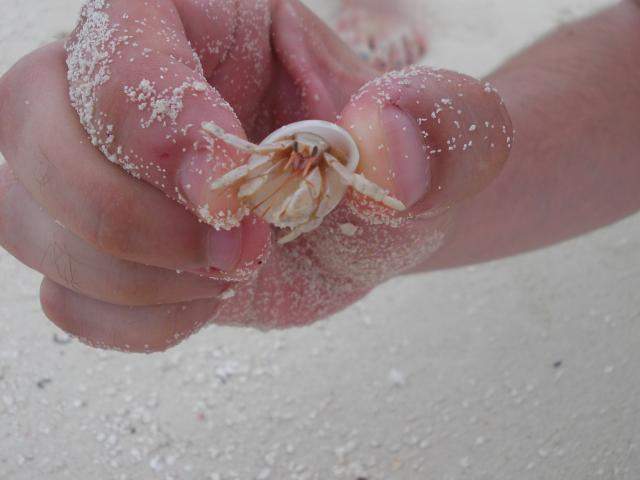 ai286.photobucket.com_albums_ll94_tiago_maia_Maldivas_DSCN1006_zps6627f202.jpg