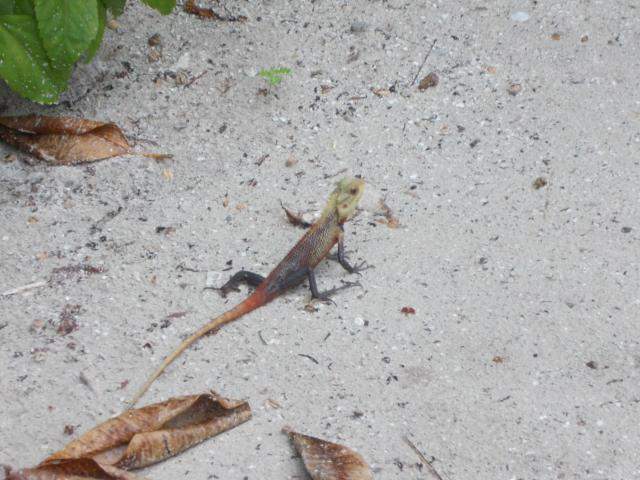ai286.photobucket.com_albums_ll94_tiago_maia_Maldivas_DSCN1012_zps6d1dbd75.jpg