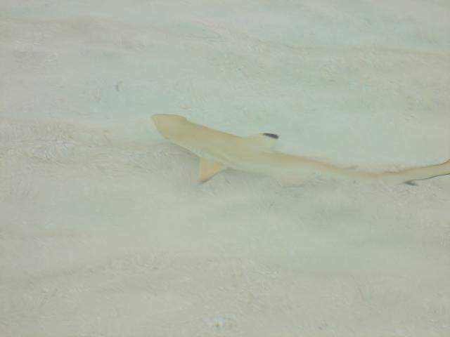 ai286.photobucket.com_albums_ll94_tiago_maia_Maldivas_DSCN1072_zps182f2610.jpg