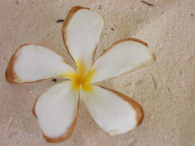 ai286.photobucket.com_albums_ll94_tiago_maia_Maldivas_DSCN1130_zpsebca7af6.jpg