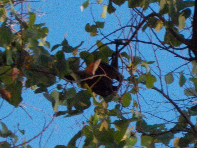 ai286.photobucket.com_albums_ll94_tiago_maia_Maldivas_DSCN1177_zps411389d8.jpg