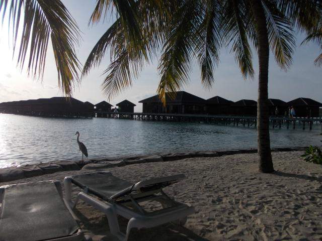 ai286.photobucket.com_albums_ll94_tiago_maia_Maldivas_DSCN1242_zps4aaf23d6.jpg