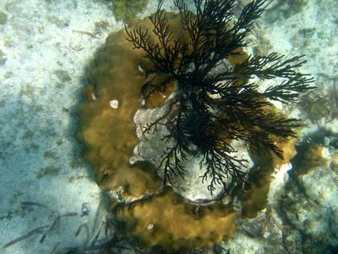 ai293.photobucket.com_albums_mm65_costaalves_Mexico_IMG_0524.jpg
