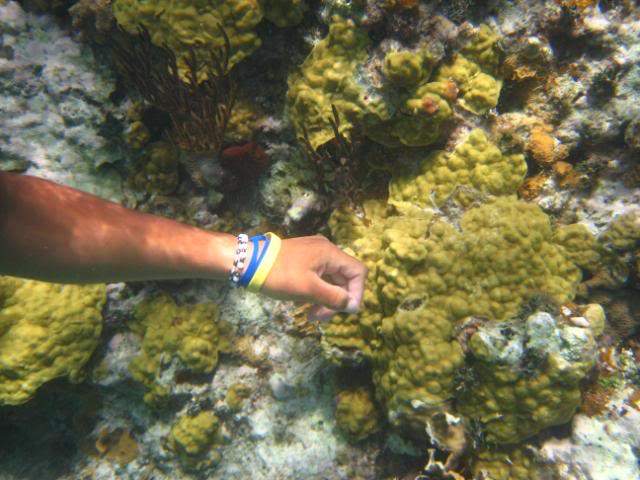 ai293.photobucket.com_albums_mm65_costaalves_Mexico_IMG_0539.jpg