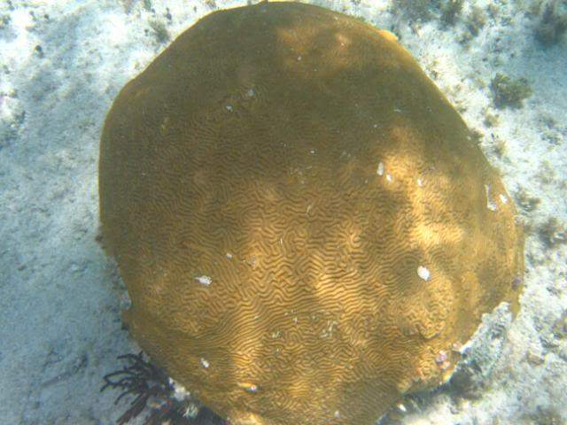 ai293.photobucket.com_albums_mm65_costaalves_Mexico_IMG_0549.jpg