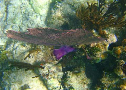 ai293.photobucket.com_albums_mm65_costaalves_Mexico_IMG_0555.jpg