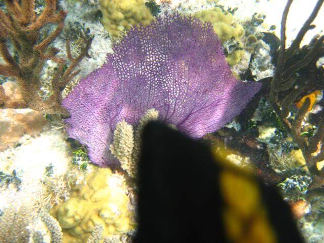 ai293.photobucket.com_albums_mm65_costaalves_Mexico_IMG_0565.jpg