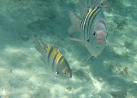 ai293.photobucket.com_albums_mm65_costaalves_Mexico_IMG_0585.jpg