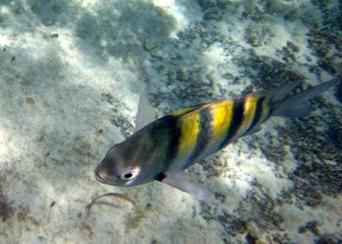 ai293.photobucket.com_albums_mm65_costaalves_Mexico_IMG_0586_1.jpg