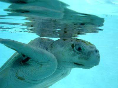 ai295.photobucket.com_albums_mm128_nunofneves_Portal_434368923_img.jpg