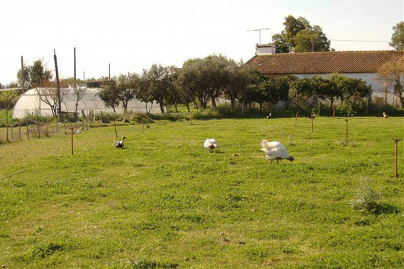 ai295.photobucket.com_albums_mm128_nunofneves_Portal_Alentejo1032.jpg