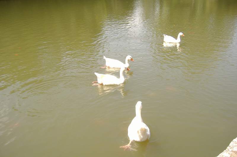 ai295.photobucket.com_albums_mm128_nunofneves_Portal_CURIA458.jpg
