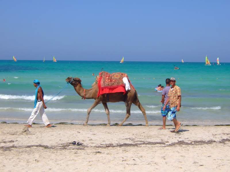 ai295.photobucket.com_albums_mm128_nunofneves_Portal_gerba257.jpg