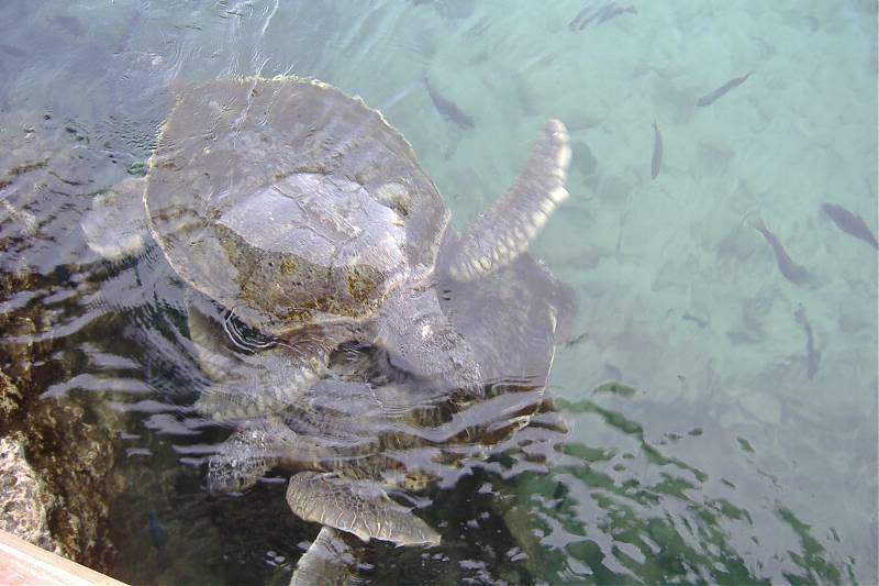 ai295.photobucket.com_albums_mm128_nunofneves_Portal_MEX07270.jpg