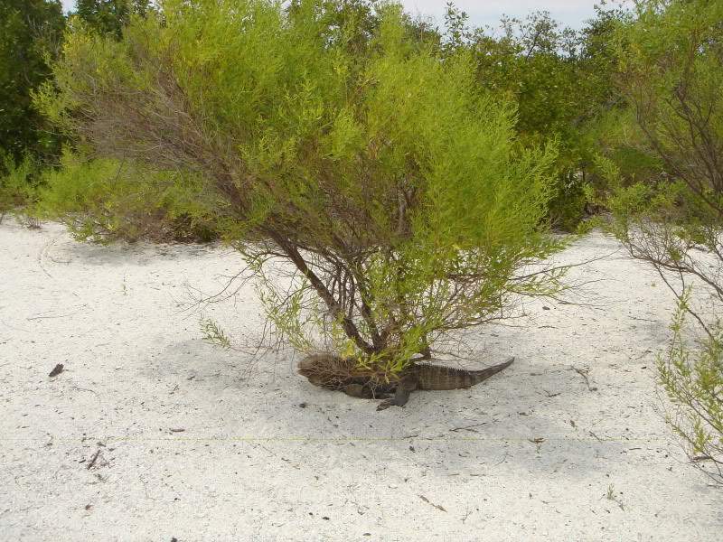 ai302.photobucket.com_albums_nn85_martinhapereira_DSC04835.jpg