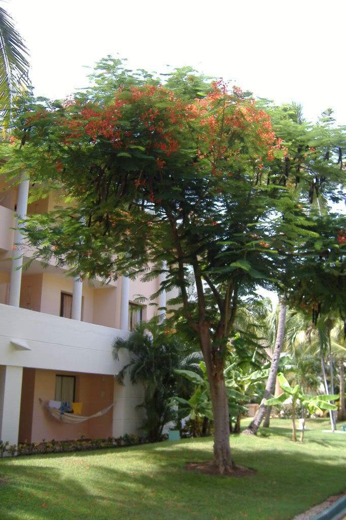 ai308.photobucket.com_albums_kk337_Ritapleite_DSCF3769.jpg