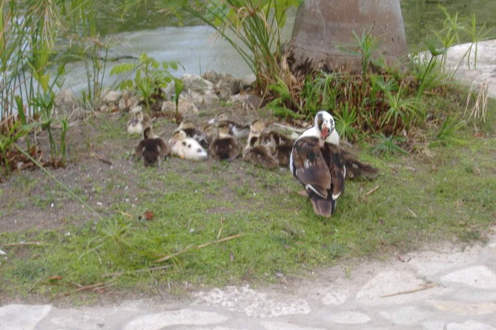 ai308.photobucket.com_albums_kk337_Ritapleite_DSCF3807.jpg