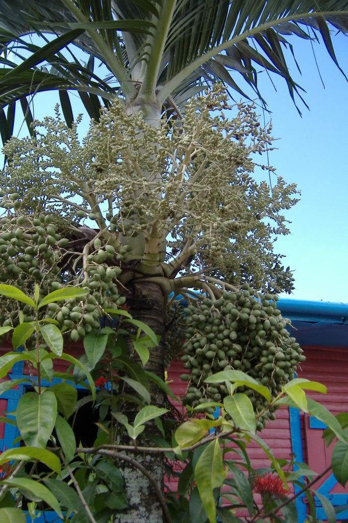 ai308.photobucket.com_albums_kk337_Ritapleite_DSCF4048.jpg