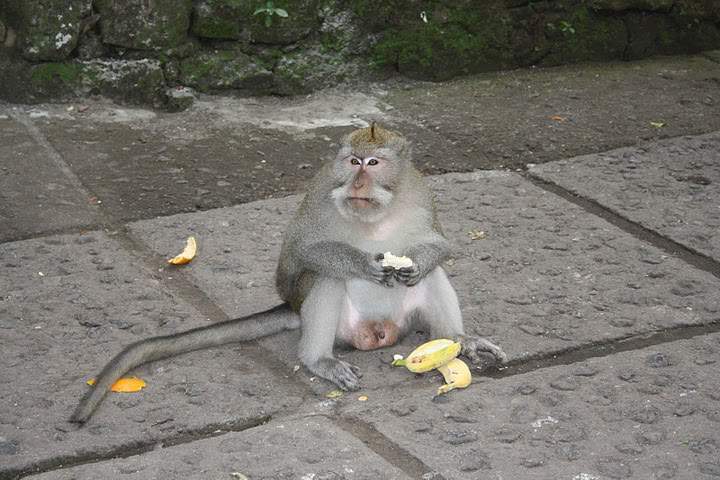 ai322.photobucket.com_albums_nn423_gfrz_Indonesia_BI_IMG_4585.jpg