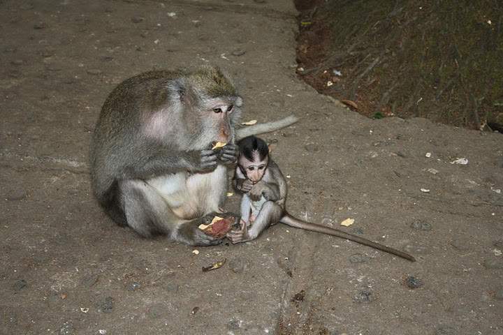 ai322.photobucket.com_albums_nn423_gfrz_Indonesia_BI_IMG_4609.jpg