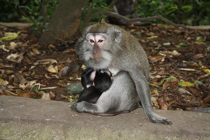 ai322.photobucket.com_albums_nn423_gfrz_Indonesia_BI_IMG_4615.jpg