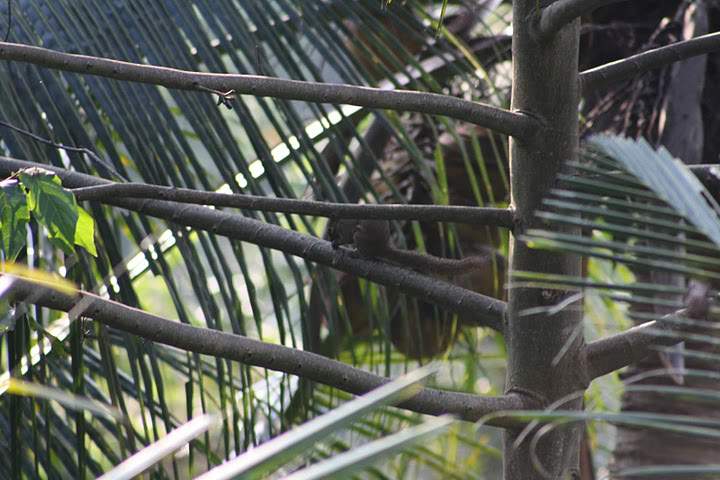 ai322.photobucket.com_albums_nn423_gfrz_Indonesia_BI_IMG_4744.jpg