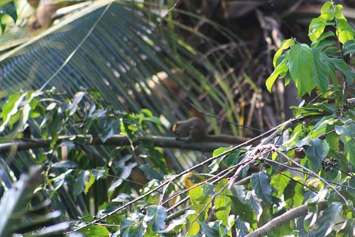 ai322.photobucket.com_albums_nn423_gfrz_Indonesia_BI_IMG_4746.jpg
