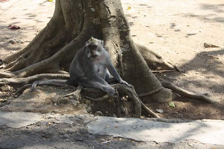 ai322.photobucket.com_albums_nn423_gfrz_Indonesia_TL_IMG_3672.jpg