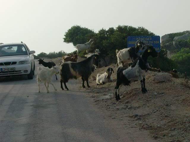 ai322.photobucket.com_albums_nn423_gfrz_Kos_HPIM2029.jpg