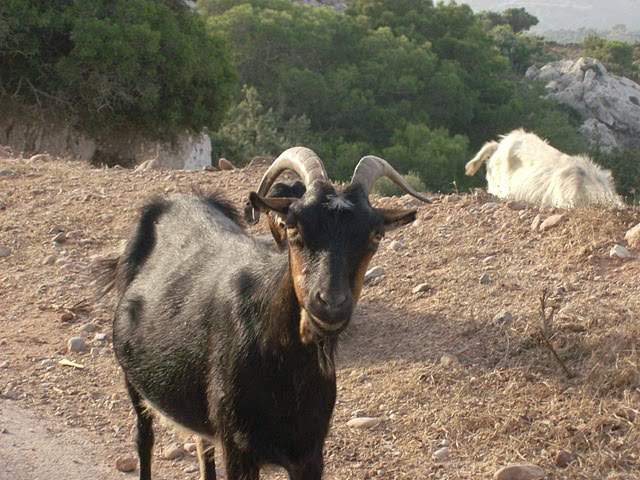 ai322.photobucket.com_albums_nn423_gfrz_Kos_HPIM2034.jpg