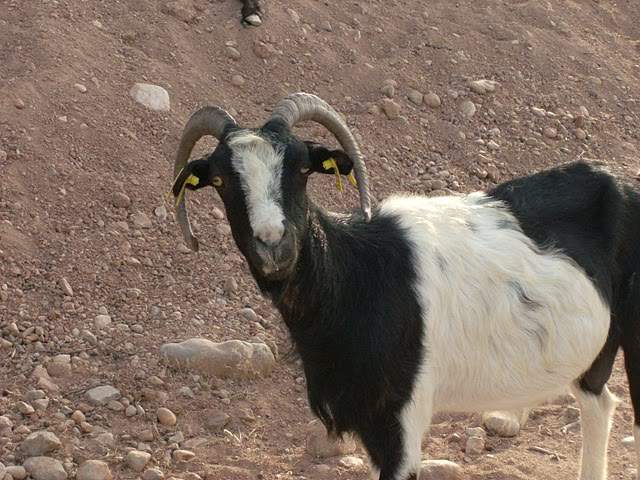 ai322.photobucket.com_albums_nn423_gfrz_Kos_HPIM2035.jpg
