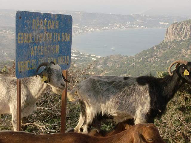 ai322.photobucket.com_albums_nn423_gfrz_Kos_HPIM2037.jpg