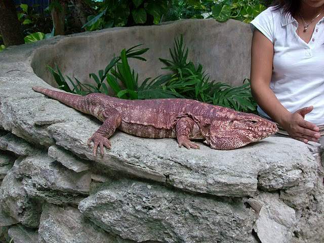 ai322.photobucket.com_albums_nn423_gfrz_Mexico_mexico365_1.jpg