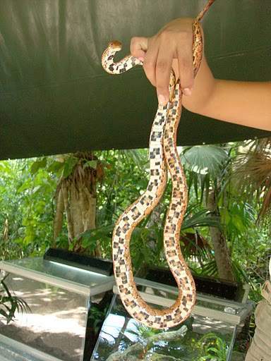 ai322.photobucket.com_albums_nn423_gfrz_Mexico_mexico370.jpg