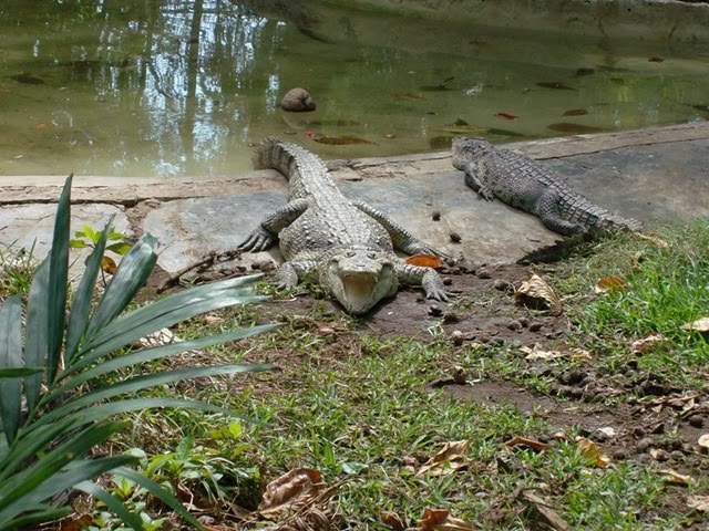 ai322.photobucket.com_albums_nn423_gfrz_Mexico_mexico381.jpg