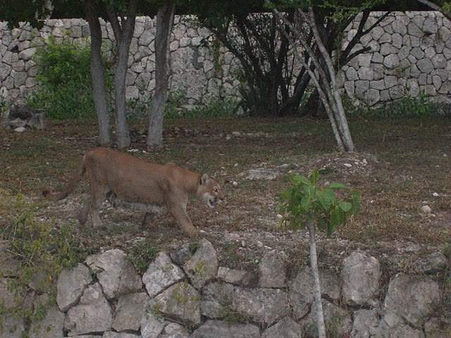 ai322.photobucket.com_albums_nn423_gfrz_Mexico_mexico494.jpg