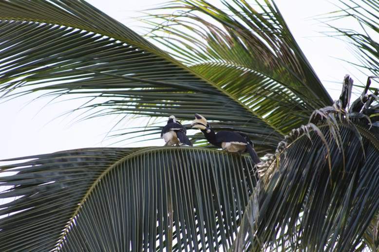 ai322.photobucket.com_albums_nn423_gfrz_Tailandia_Koh_20Ngai_IMG_2047.jpg