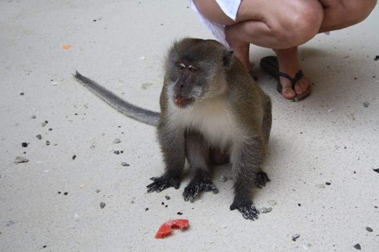ai322.photobucket.com_albums_nn423_gfrz_Tailandia_others_IMG_1807.jpg