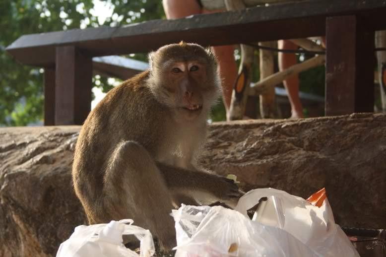 ai322.photobucket.com_albums_nn423_gfrz_Tailandia_Railay_IMG_1485.jpg