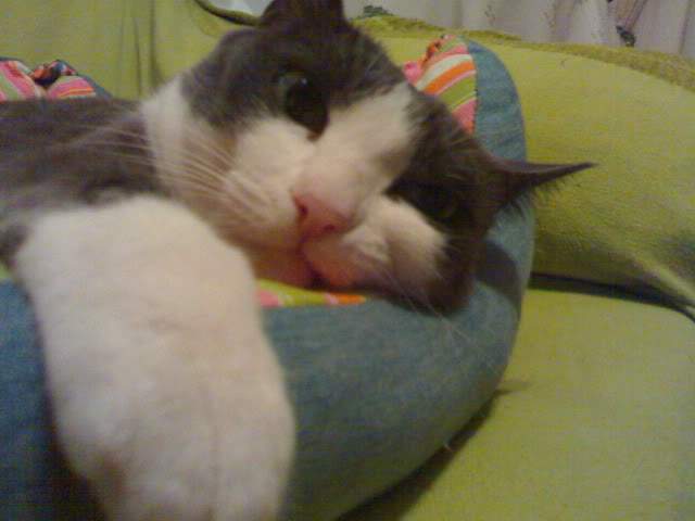 ai365.photobucket.com_albums_oo91_LilianaPinheiro_17102008272.jpg