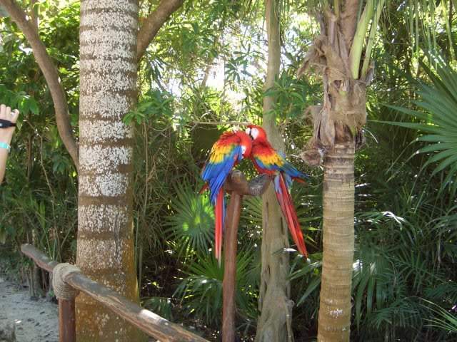 ai365.photobucket.com_albums_oo91_LilianaPinheiro_Xcaret_CIMG0218.jpg