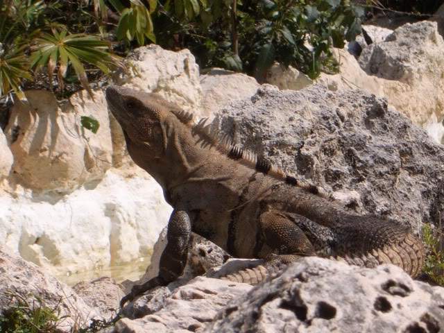 ai365.photobucket.com_albums_oo91_LilianaPinheiro_Xcaret_CIMG0241.jpg