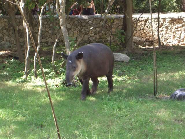 ai365.photobucket.com_albums_oo91_LilianaPinheiro_Xcaret_CIMG0242.jpg