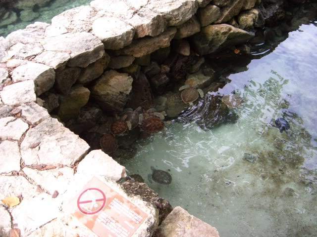 ai365.photobucket.com_albums_oo91_LilianaPinheiro_Xcaret_CIMG0262.jpg